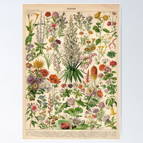 Item preview, Adolphe Millot - Flowers Variety Vintage Chart designed and sold by NatureLand.