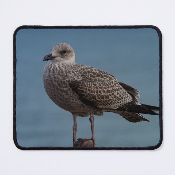 Item preview, Young Gull. designed and sold by GingerMan2550.