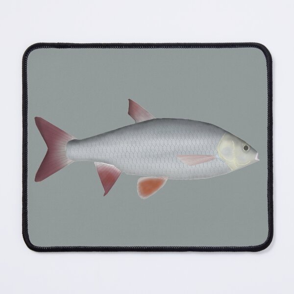 Item preview, Ide (Orfe) designed and sold by fishfolkart.