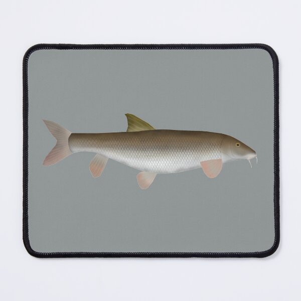 Item preview, Barbel designed and sold by fishfolkart.