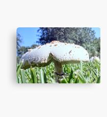 Mushroom In the Grass Metal Print