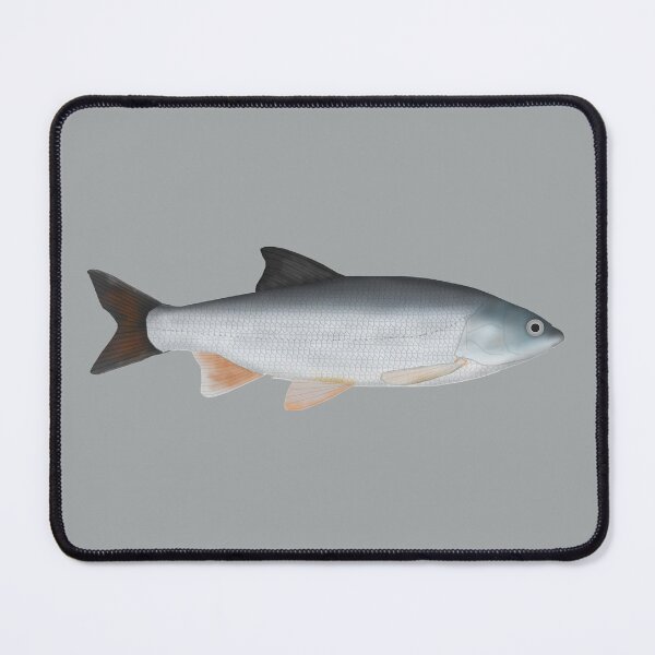 Item preview, Common Nase (Sneep) designed and sold by fishfolkart.