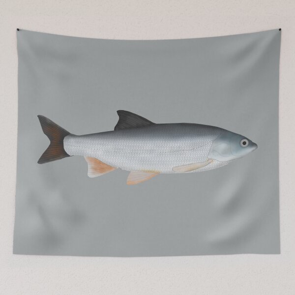 Item preview, Common Nase (Sneep) designed and sold by fishfolkart.