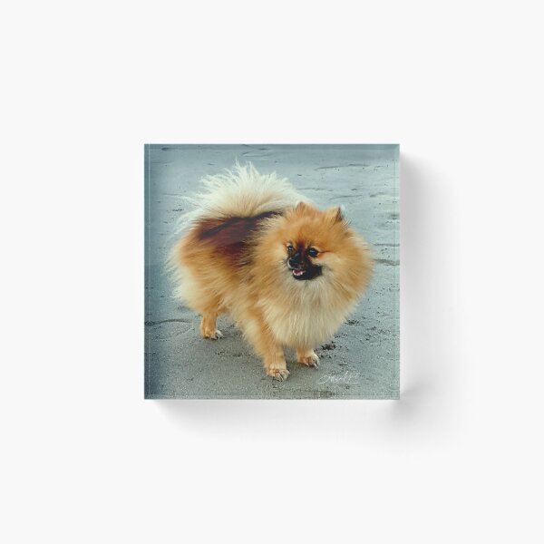 Item preview, POM POM AT THE BACH designed and sold by Steffi August.