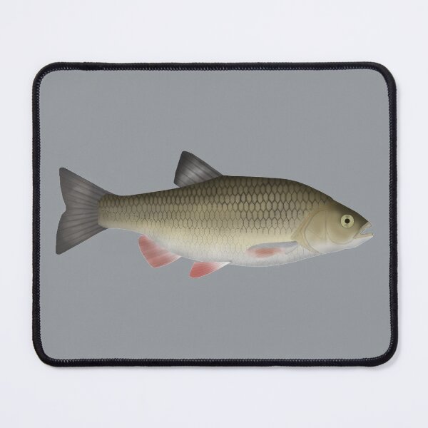 Item preview, European Chub designed and sold by fishfolkart.