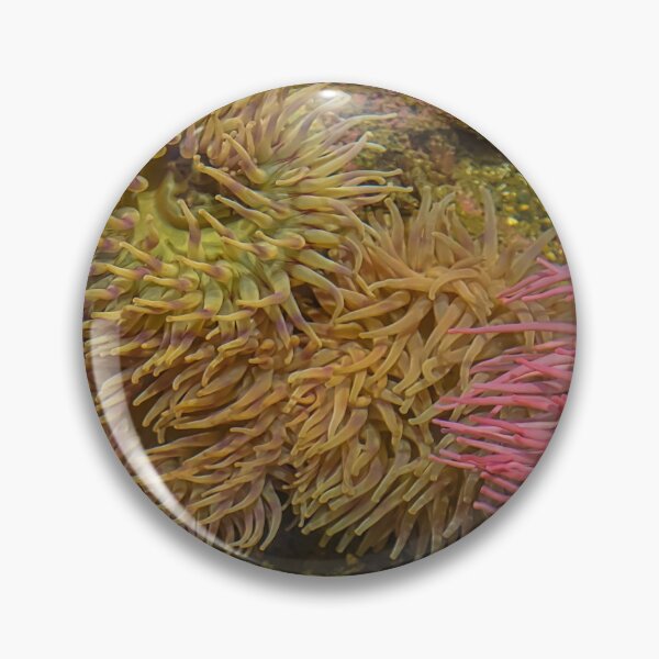 Item preview, USA. Seattle. Aquarium. Sea Anemones. designed and sold by vadim19.