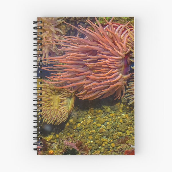Item preview, USA. Seattle. Aquarium. Sea Anemones. designed and sold by vadim19.