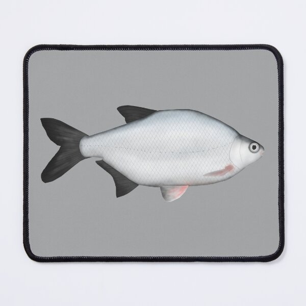 Item preview, Silver (White) Bream designed and sold by fishfolkart.