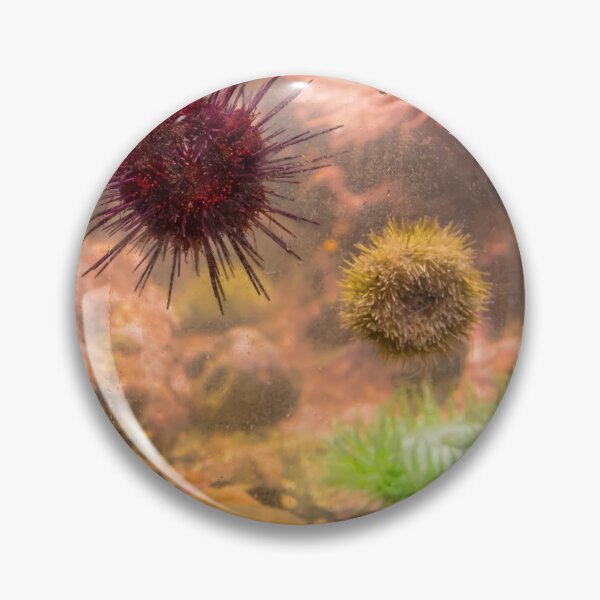 Item preview, USA. Seattle. Aquarium. Sea Urchins. designed and sold by vadim19.