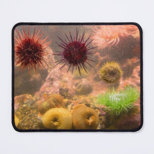 Item preview, USA. Seattle. Aquarium. Sea Urchins. designed and sold by vadim19.