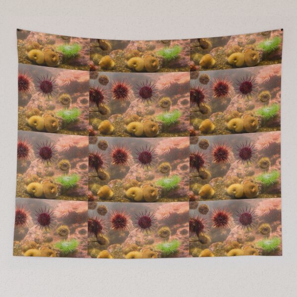Item preview, USA. Seattle. Aquarium. Sea Urchins. designed and sold by vadim19.
