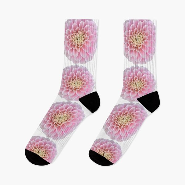 Item preview, Pink Dahlia Flower Still Life Floral Photography designed and sold by CottoVerdi.