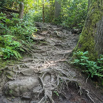 Artwork thumbnail, Gnarly Roots by Ryan Stephens
