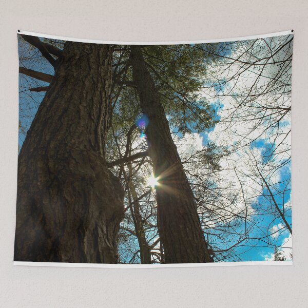 Item preview, H0092 Between The Trees designed and sold by photographyemd.