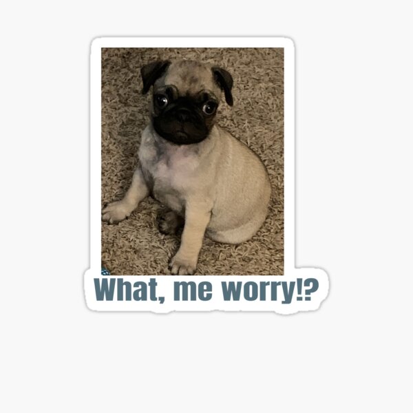 Item preview, Fun pug picture. Caption "What, me worry!?" designed and sold by IronMustache.