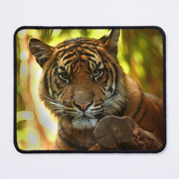 Item preview, Tiger Stare designed and sold by TVD-Photography.