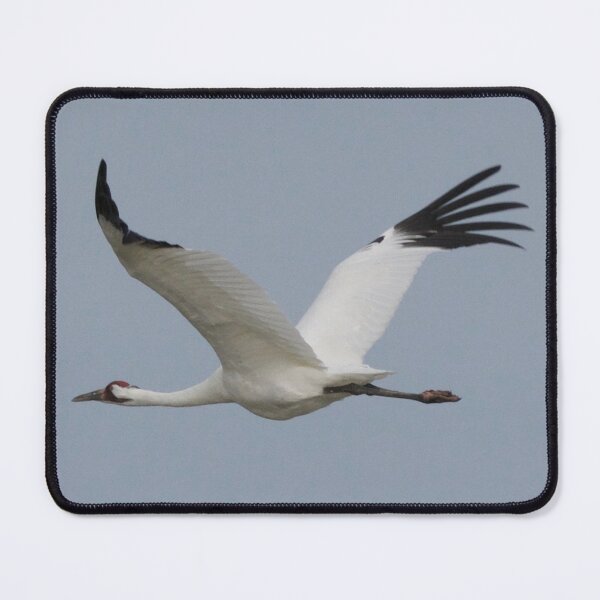 Item preview, Whooping Crane in Flight designed and sold by KnutsonKr8tions.