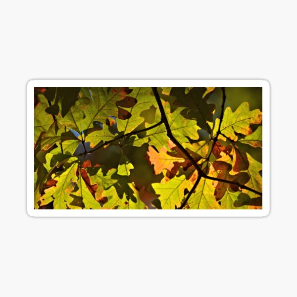 Item preview, The Autumn Oak 2 designed and sold by LynyrdSky.