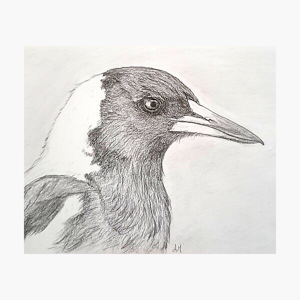 Magpie Portrait Photographic Print