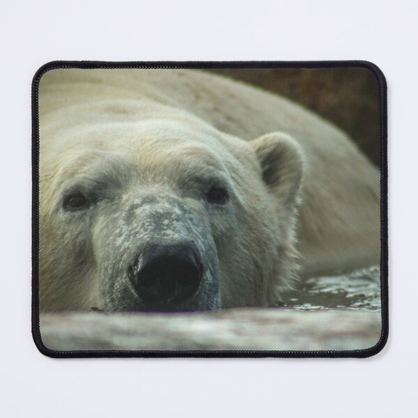 Item preview, H0104 Polar Bear designed and sold by photographyemd.