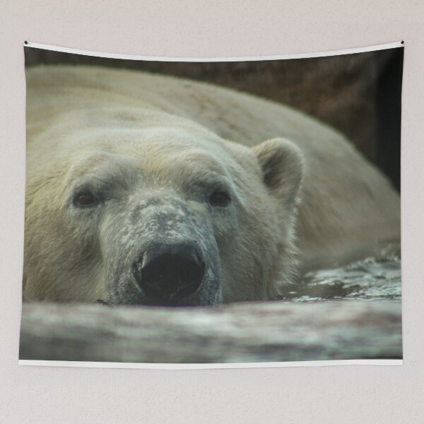 Item preview, H0104 Polar Bear designed and sold by photographyemd.