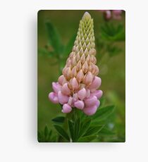 Lupin Canvas Print