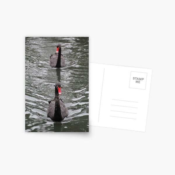 Item preview, Swans in a line designed and sold by Leanne Davis.