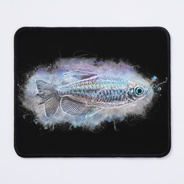 Item preview, Blue Congo Tetra - Phenacogrammus interruptus designed and sold by AquariumLutter.