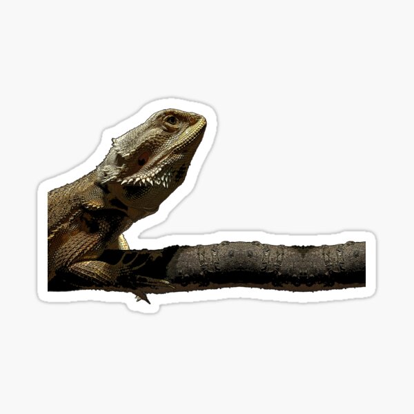 Item preview, Bearded dragon designed and sold by Triana.