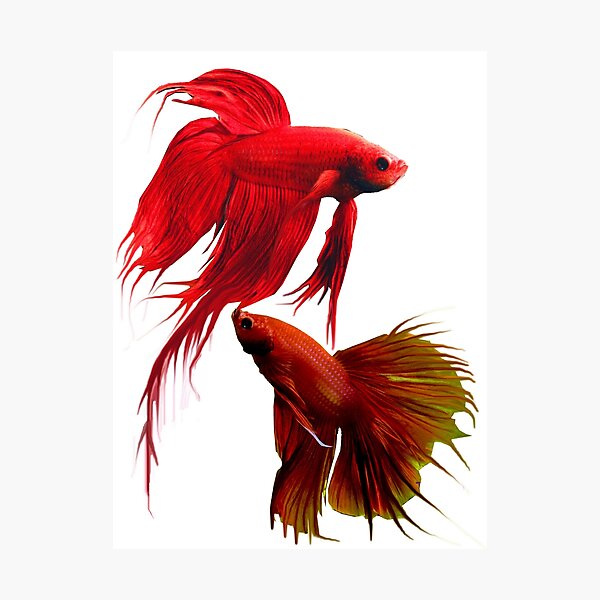 Betta Splendens ;Siamese fighting Fish Photographic Print