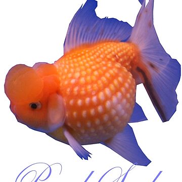 Artwork thumbnail, Fancy pearlscale Goldfish. by Alex Gardiner