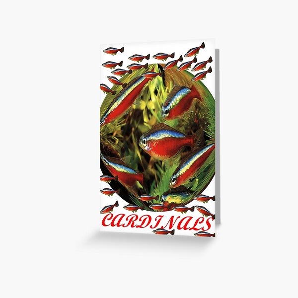 Paracheirodon axelrodi ; Cardinals Greeting Card
