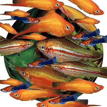 Artwork thumbnail, Swordtail - Xiphophorus helleri by Alex Gardiner