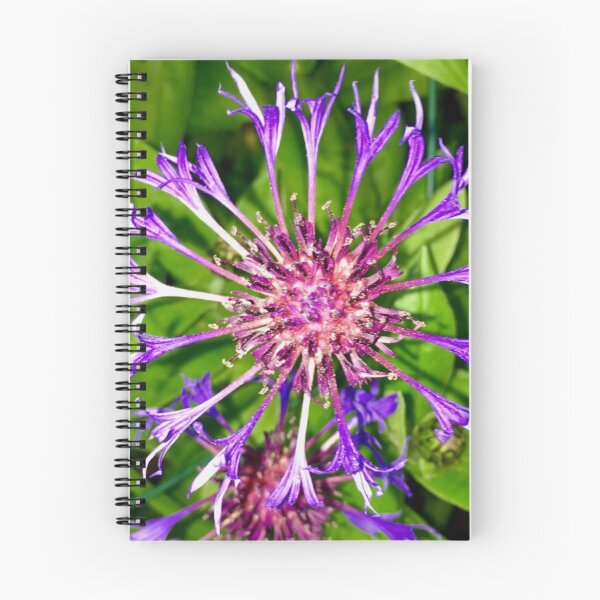 Item preview, Perennial cornflower - Purple  designed and sold by DesignedByEmma1.