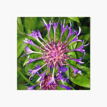 Perennial cornflower - Purple  Art Board Print