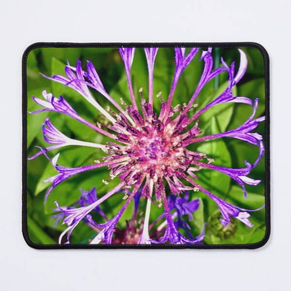 Item preview, Perennial cornflower - Purple designed and sold by DesignedByEmma1.