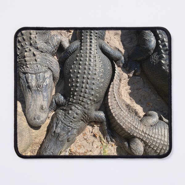 Item preview, Alligators designed and sold by InkyandCotton.