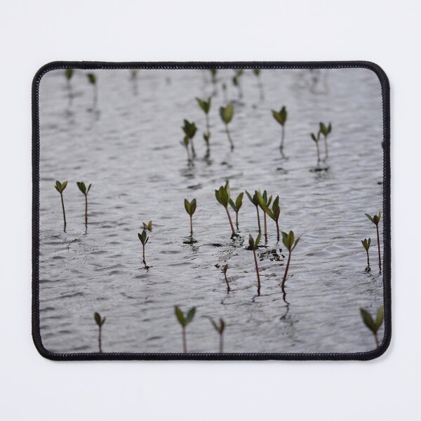 Item preview, Bog Bean plants in moody grey water designed and sold by Alternative Perspectives.