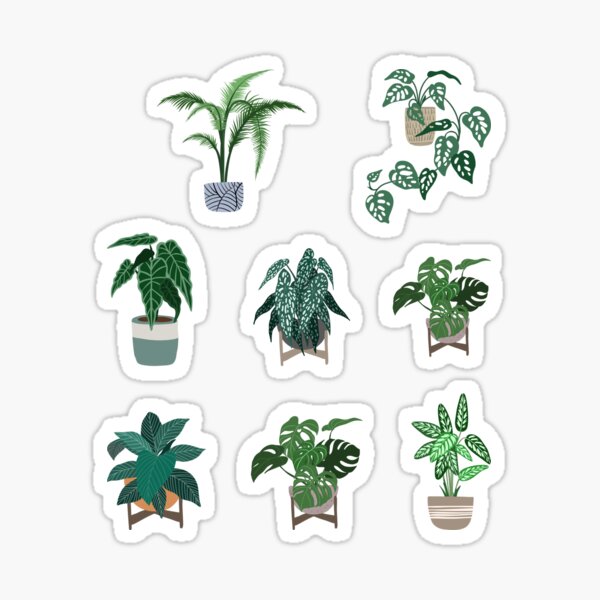 Item preview, Mix Of Potted Houseplants Monstera Deliciosa Monstera Adansonii Calathea Begonia designed and sold by plan-t-b.
