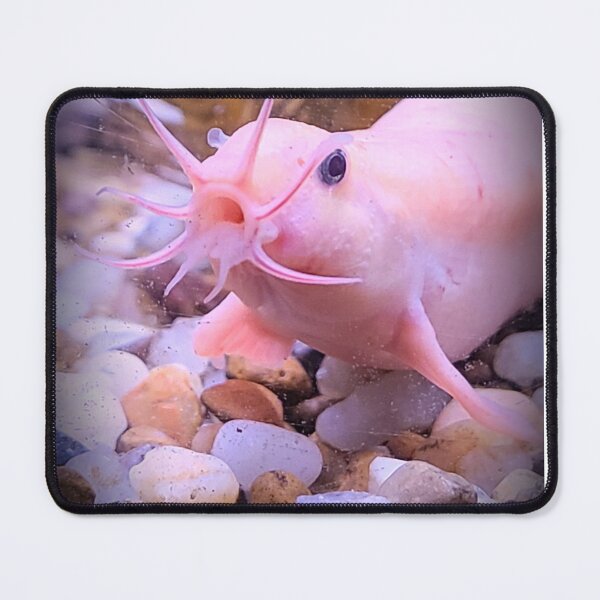 Item preview, Dojo loach designed and sold by Dream-0.