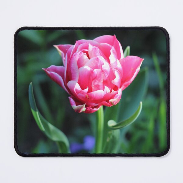 Item preview, Pink and white tulip in the garden designed and sold by wineandwords.