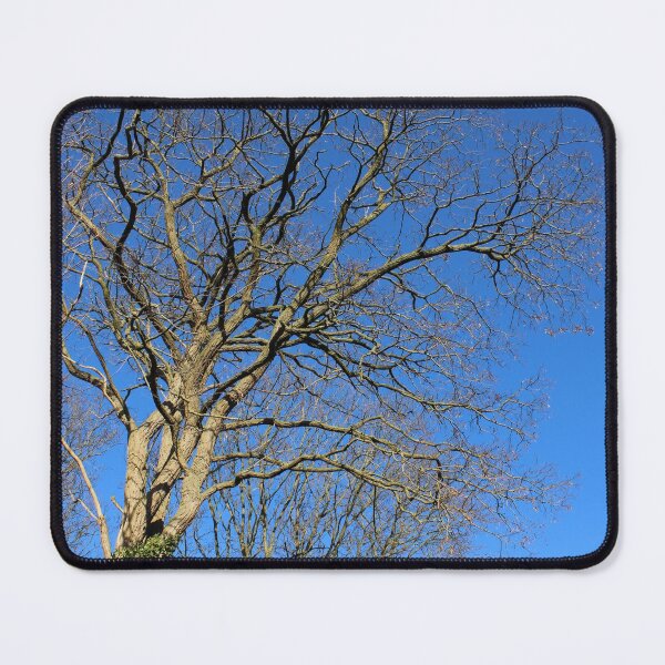 Item preview, Trees, ivy and a blue winter sky designed and sold by wineandwords.