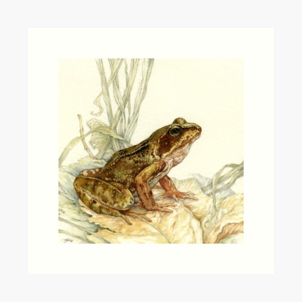 Item preview, European Common Frog designed and sold by Himmapaan.