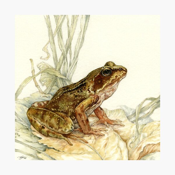 European Common Frog Photographic Print