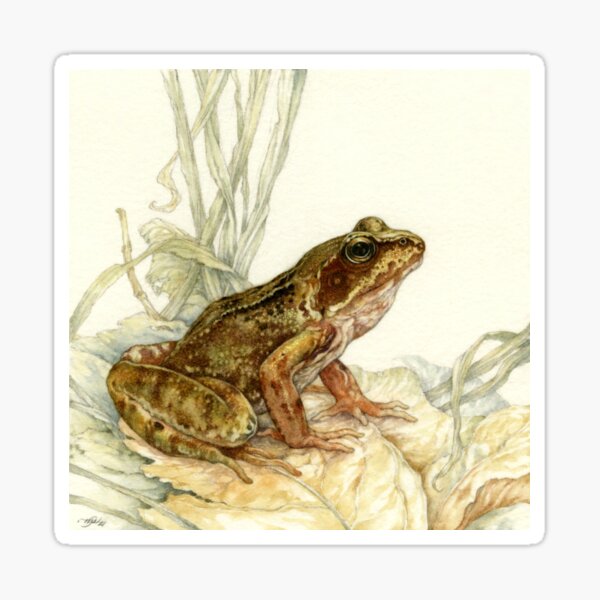 Aperçu de l'œuvre Grenouille commune européenne créée et vendue par Himmapaan.