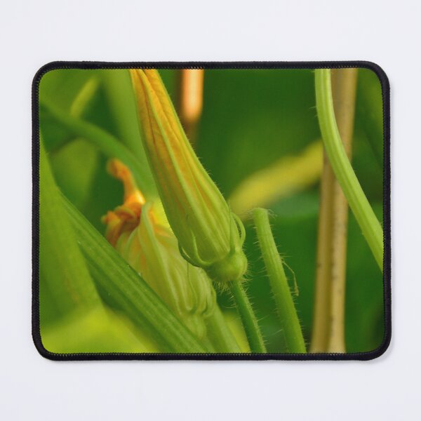 Item preview, Zucchini flower in the urban garden designed and sold by wineandwords.