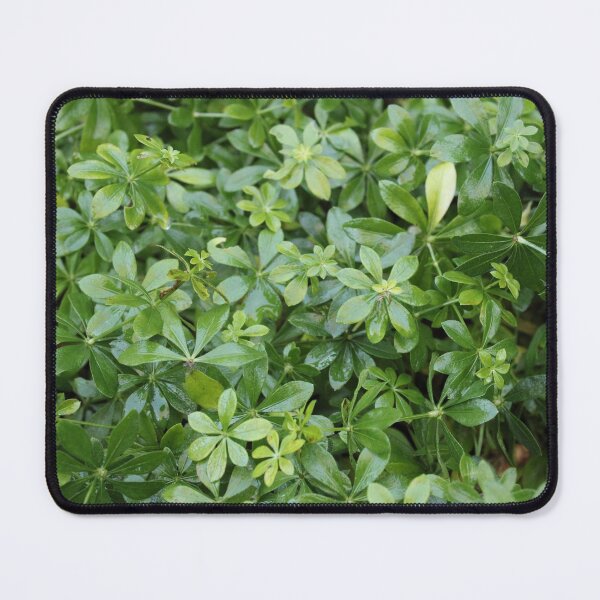 Item preview, Woodruff in the urban garden designed and sold by wineandwords.