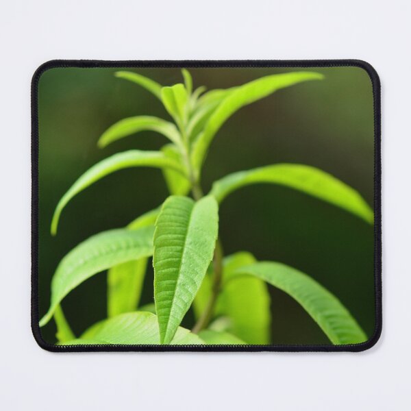 Item preview, Lemon verbena in the urban garden designed and sold by wineandwords.