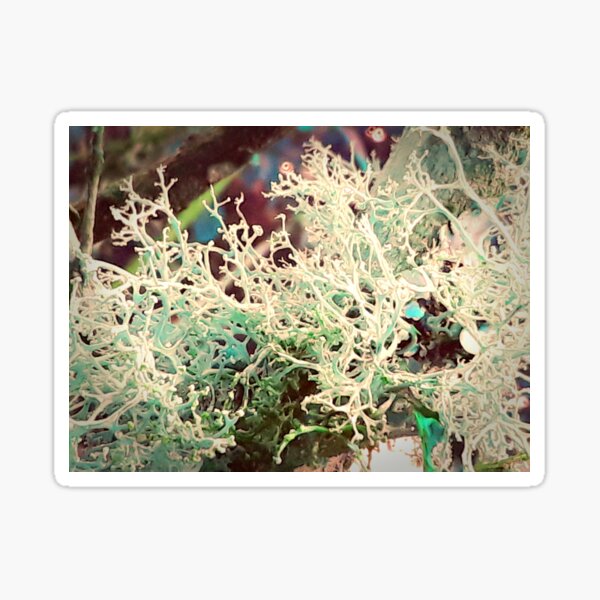 Item preview, Algae designed and sold by Buttercuplainie.