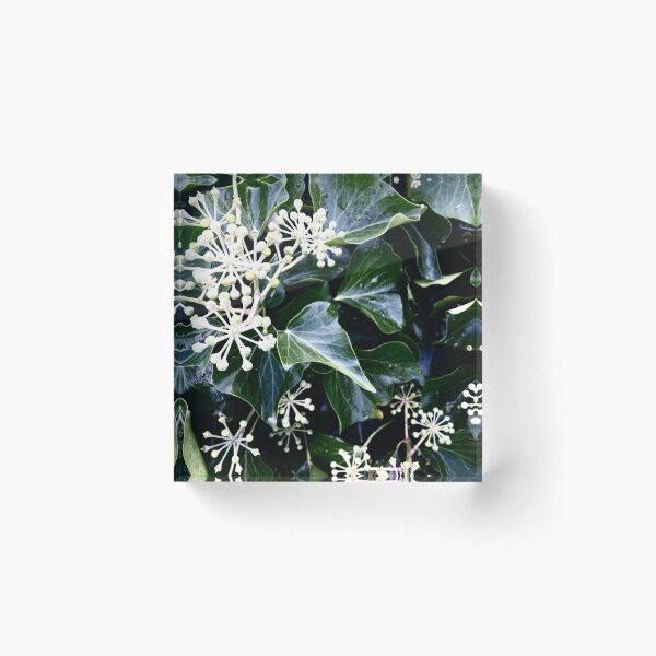 Item preview, White Berry Ivy Foliage designed and sold by Coralgb.